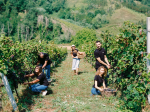 The Vinum organic family winery