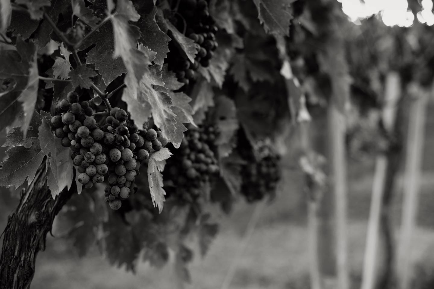 The Vinum Organic Montepulciano Vineyard Abruzzo